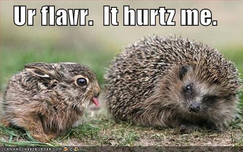 funny-pictures-bunny-porcupine-flavor.jpg